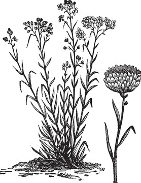 蠟菊東方復(fù)古雕刻