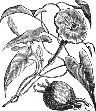藥喇叭或五爪茉莉復(fù)古雕刻