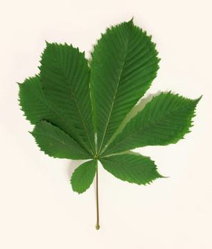 馬栗樹(shù)葉子