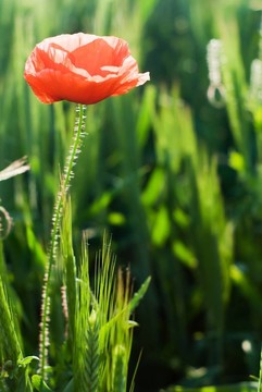 花