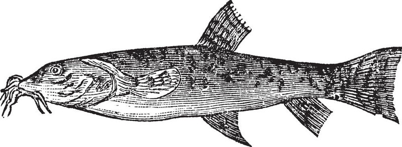 Stone loach或Barbatula barbatula復古雕刻