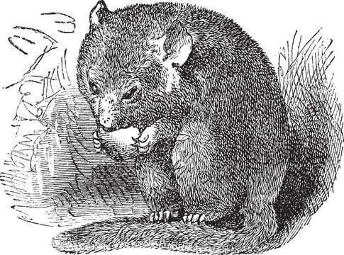 Hazel Dormouse和榛睡鼠復(fù)古雕刻