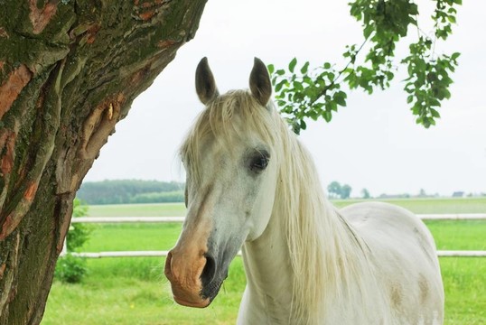 馬
