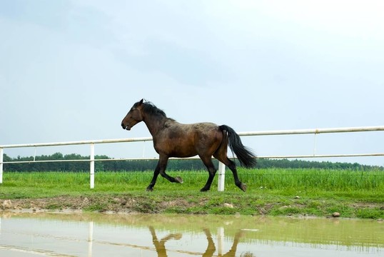 馬