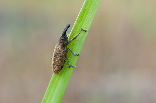 寬帶Lixus