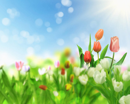 郁金香花田