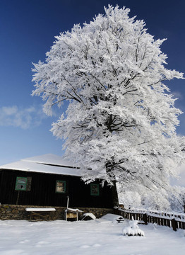 在雪樹在阿爾卑斯老木屋