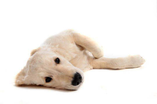小狗的金毛獵犬
