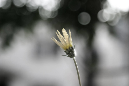單花