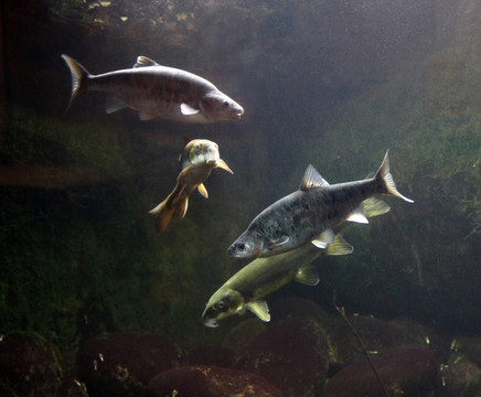 珍稀魚(yú)類