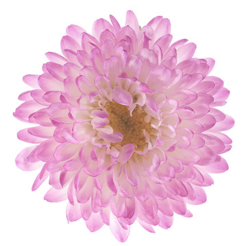 中國紫菀