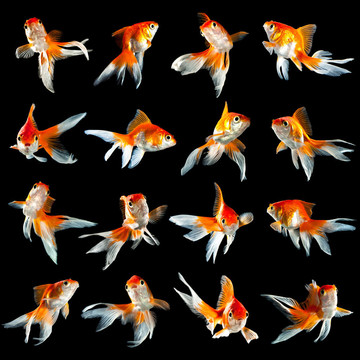 十六金魚(yú)