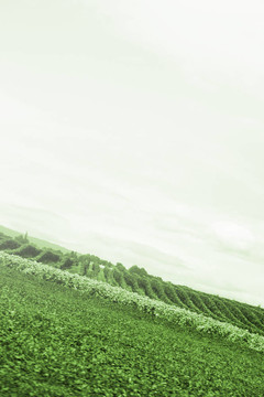 鄉(xiāng)村景觀