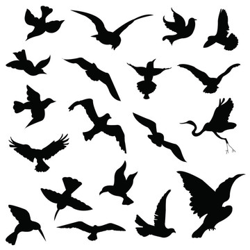 鳥(niǎo)的剪影