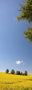 黃色田野油菜盛開藍(lán)天