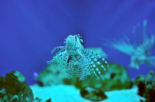 獅子魚