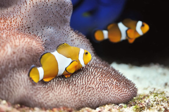 小丑魚