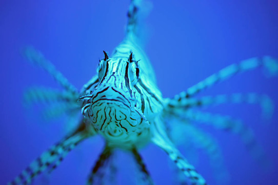獅子魚