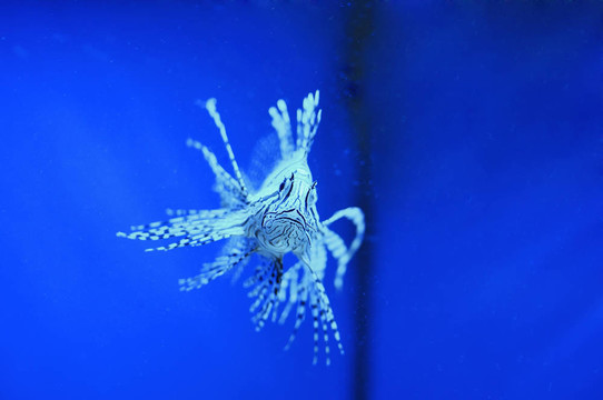 魚