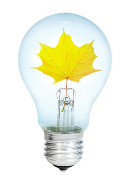 楓葉electrobulb