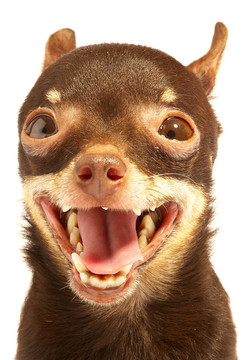 俄羅斯toy-terrier.ridiculous狗