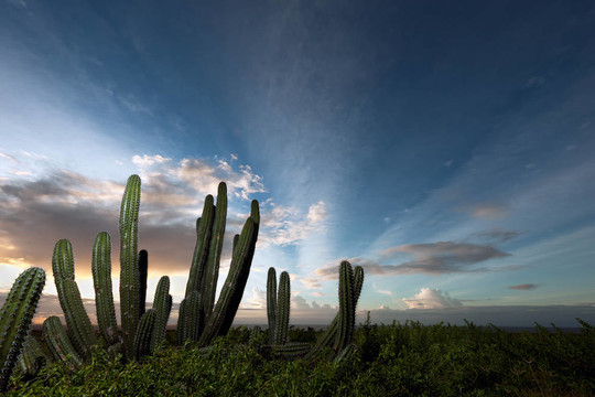 Cactus bush在阿魯巴的日出