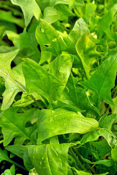 農(nóng)場土壤中的綠色菠菜。