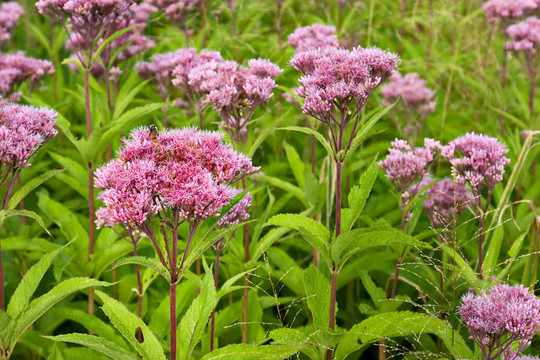 喬派伊雜草野花（eutrochium）