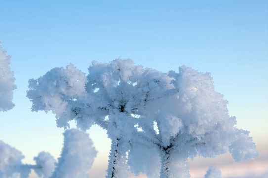 Frozenned flower的冬景。
