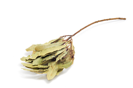 月桂樹