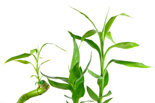 孤立的幸運(yùn)竹