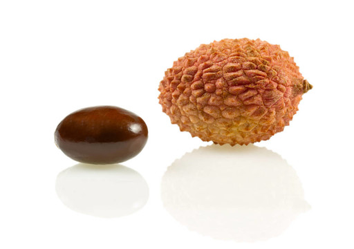 孤立的荔枝（lat. Litchi chinensis）坑
