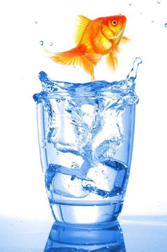 金魚