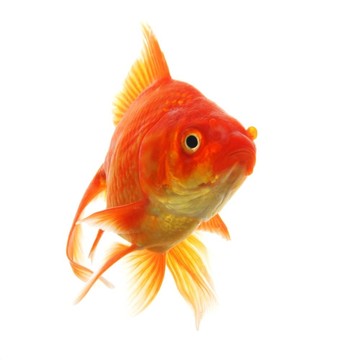 金魚