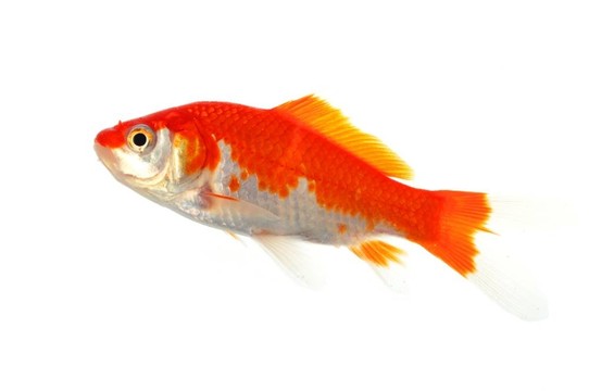 金魚