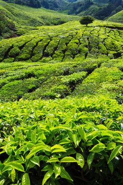 在金馬倫高地茶種植