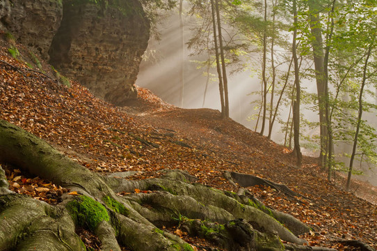 陽(yáng)光Forest