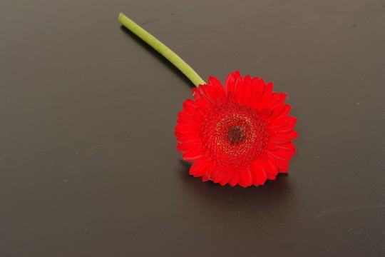 非洲菊
