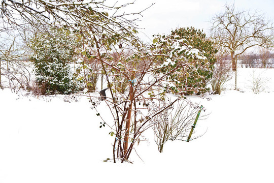與樹木在冬天的雪壩