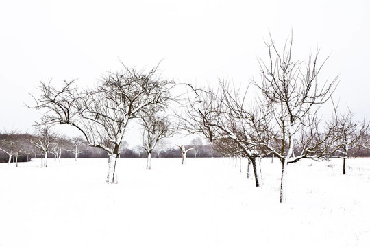 與樹(shù)木在冬天的雪壩