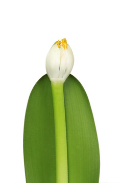 莉莉