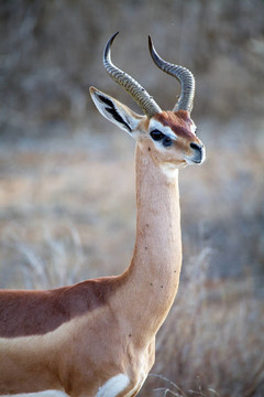 Gerenuk（Litocranius walleri）