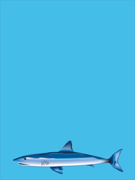 鯊魚