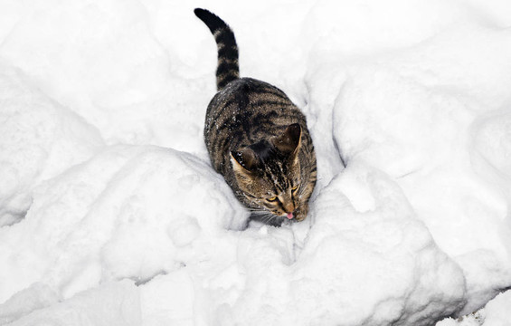 可愛的貓strollingh通過冬天的雪