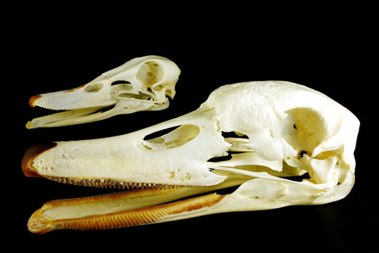 Skull（疣鼻天鵝）和（Anas平臺