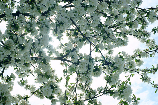 蘋(píng)果花枝特寫(xiě)
