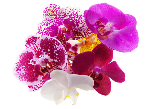 蘭花