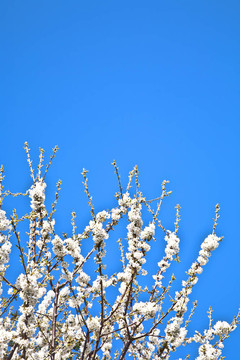 春季收花枝