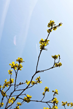 森林中有藍(lán)天的盛開(kāi)的樹(shù)