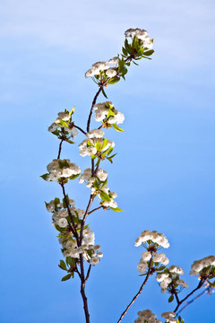 春季收花枝